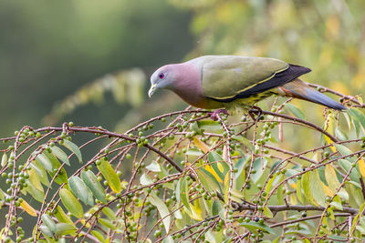 Close-up of bird perching on branch