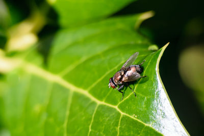 Close-up of insect on leaf