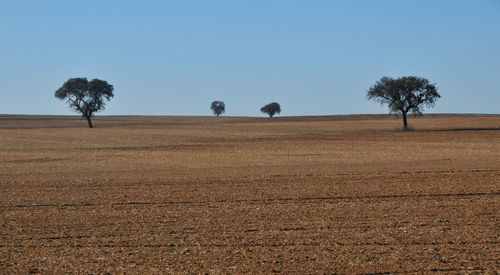 Trees on field against clear sky