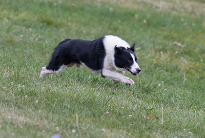 Dog running on grassy field