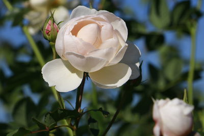 Close-up of hand holding plant