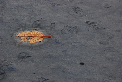 High angle view of dry leaf on sand