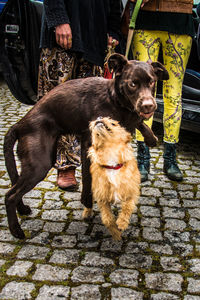 Portrait of dog standing on footpath