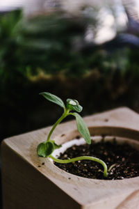 Close-up of fresh green plant