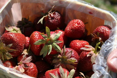 Close-up of strawberries in container