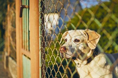 Close-up of dog looking away standing by chainlink fence