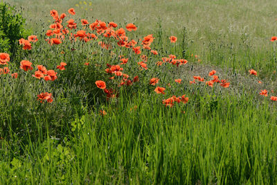 Red poppy flowers in field