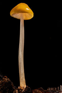 mushroom
