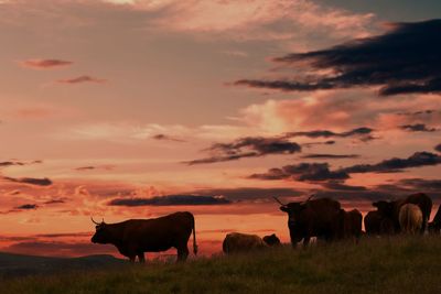Cows on field against sky during sunset