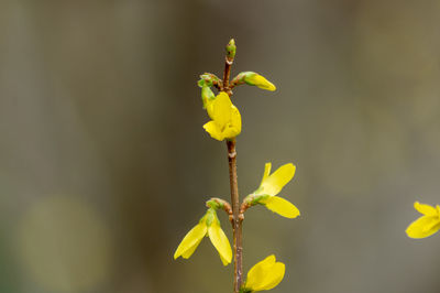 Close-up of yellow flowering plant