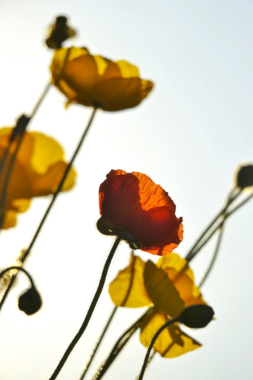 CLOSE-UP OF YELLOW ROSE PLANT AGAINST SKY