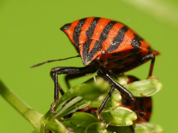 Close-up of insect on plant