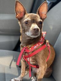 Close-up portrait of a dog