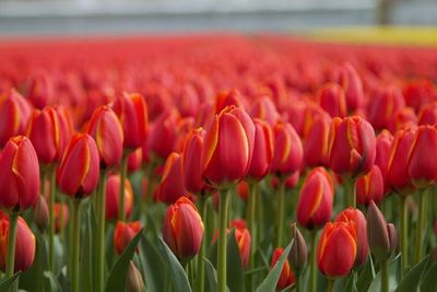 Close-up of red tulips in field