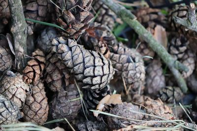 Close-up of a pine cone on field