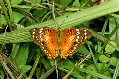 High angle view of butterfly on leaf