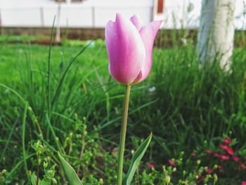 Close-up of pink flowers blooming in field