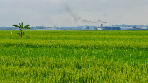 Scenic view of agricultural field against sky