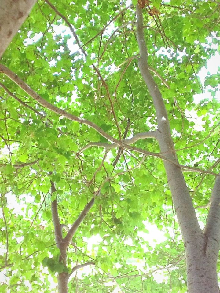 tree, branch, growth, low angle view, green color, tree trunk, nature, tranquility, leaf, beauty in nature, forest, day, lush foliage, outdoors, no people, sunlight, green, backgrounds, scenics, full frame