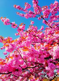 Low angle view of pink flowers on tree