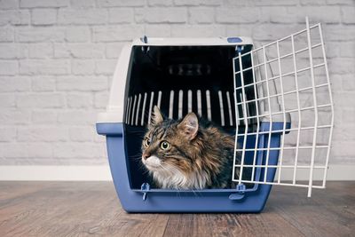 Cat looking away while sitting in cage against wall