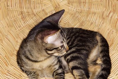 High angle view of cat sleeping