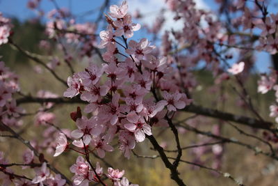 Close-up of pink cherry blossoms in spring