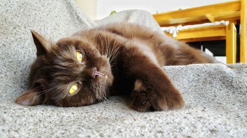 Portrait of cat lying on rug