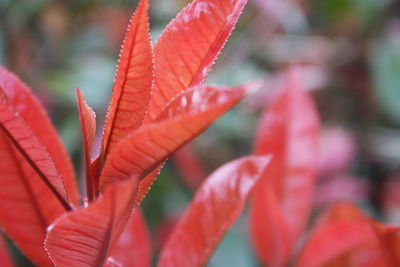Close-up of leaves