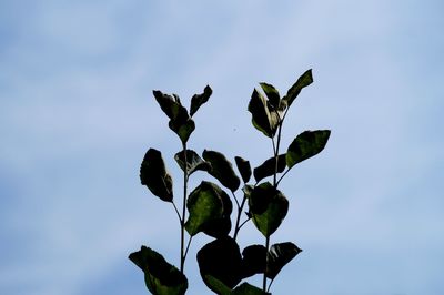 Low angle view of plants against sky