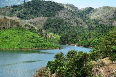 Scenic view of river amidst trees in forest