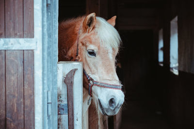 Horse in stable