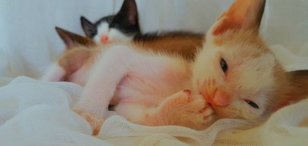 Close-up of cats sleeping at home