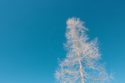 Low angle view of plants against blue sky