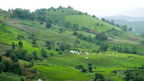 High angle view of green landscape