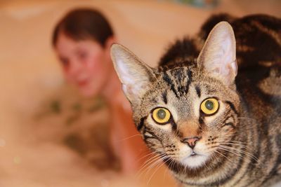 Close-up portrait of cat with person in background