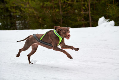 Running pointer dog on sled dog racing. winter dog sport sled team competition. english pointer dog