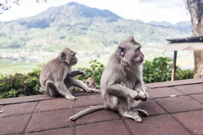 Monkeys sitting outdoors