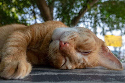 Close-up of ginger cat sleeping