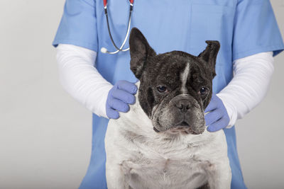 Scared dog at the veterinary surgery