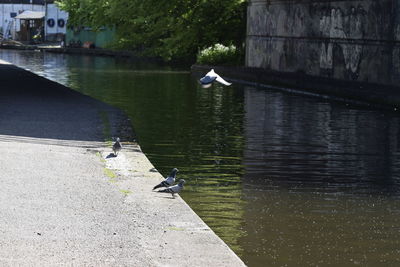 Seagull perching on swimming in lake