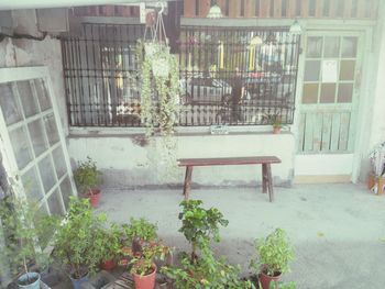 Potted plants on table at store