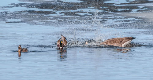 Birds splashing water in lake