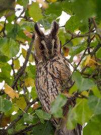 owl in germany