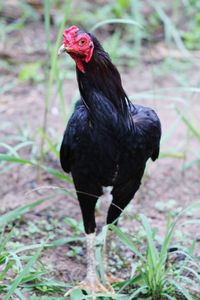 Close-up of a bird looking away