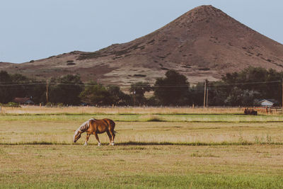 Horse grazing on field against mountains