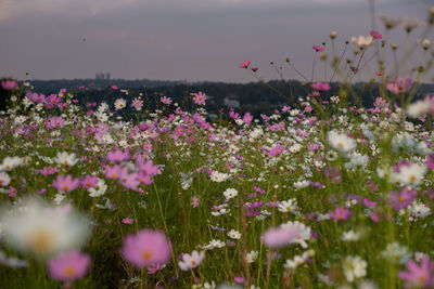 Close-up of pink flowering plants on field