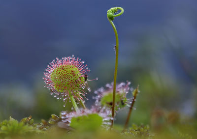 Close-up of sundew plant on field