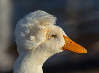 Close-up of swan