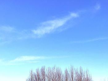 Low angle view of trees against blue sky